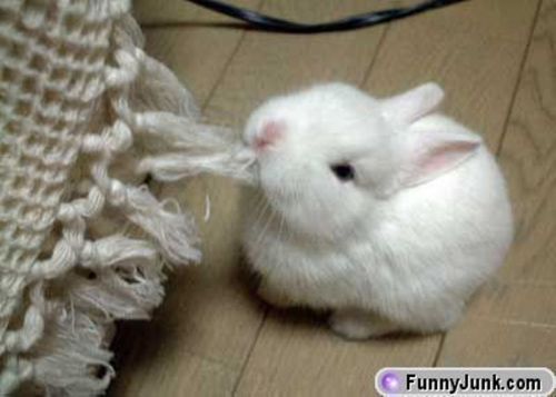 so_cute_rabbit